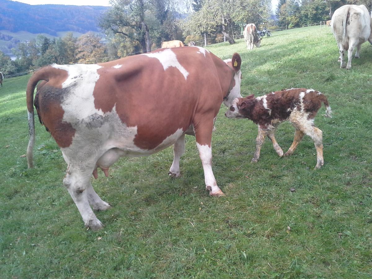 Bauernhof Bauernhof Kasleitner Zell am Moos